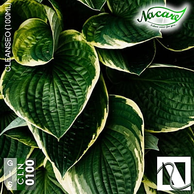 Cleanseo (100ml) Cleanseo (100ml)