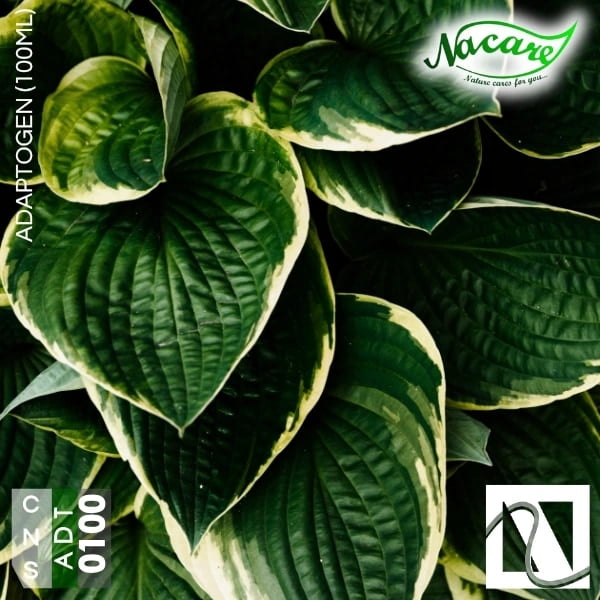 Adaptogen (100ml) Adaptogen (100ml)
